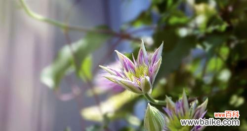 用颜色传递情感 绽放在多彩世界的铁线莲花语