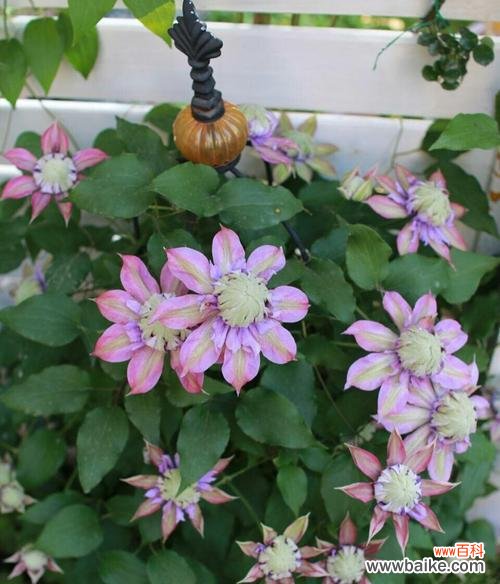 用颜色传递情感 绽放在多彩世界的铁线莲花语