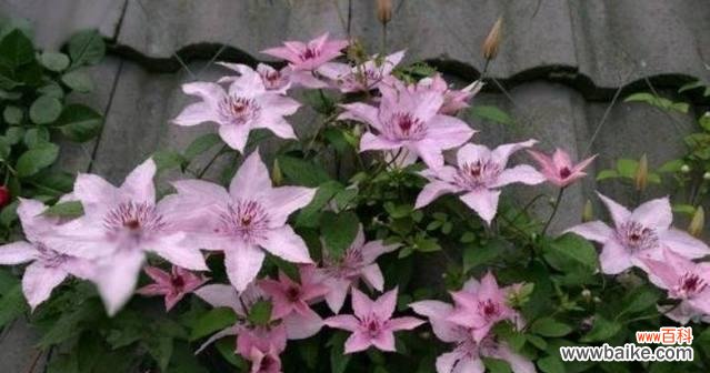 用颜色传递情感 绽放在多彩世界的铁线莲花语