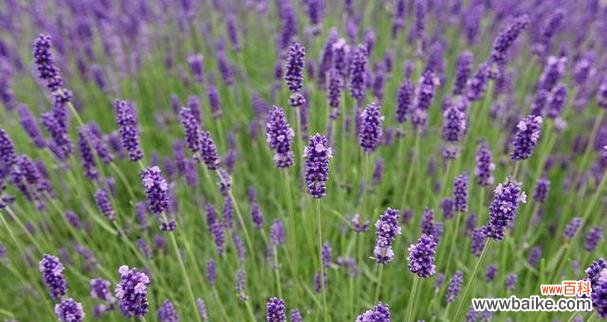 以紫色 薰衣草的花语