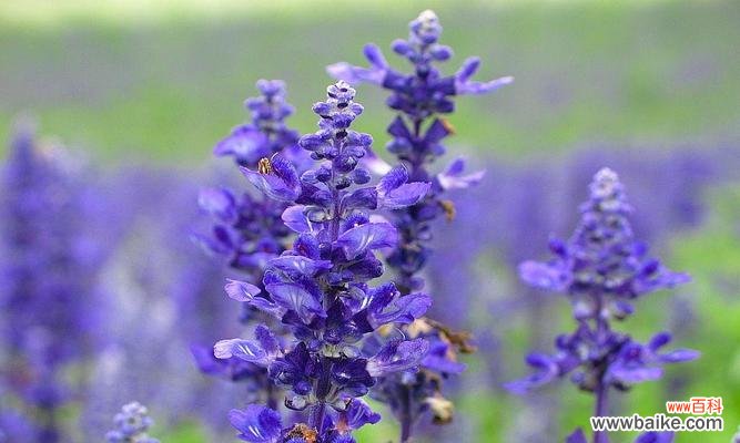 以紫色 薰衣草的花语