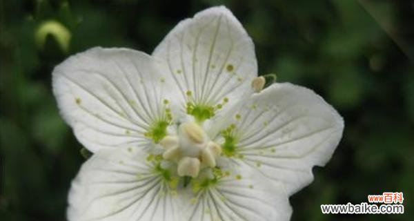 颜色鲜艳的银莲花传递不同的情感与寓意 银莲花的花语丰富多彩