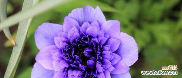 颜色鲜艳的银莲花传递不同的情感与寓意 银莲花的花语丰富多彩