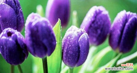 不同颜色郁金香的象征意义与内涵 绽放在色彩中的情感世界——探寻郁金香花语的奥秘