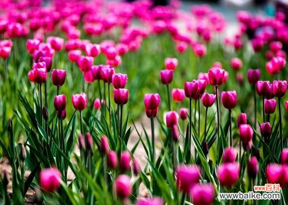 不同颜色郁金香的象征意义与内涵 绽放在色彩中的情感世界——探寻郁金香花语的奥秘