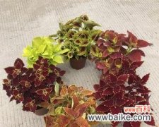 带来财富和繁荣的植物-彩叶草 以彩叶草的风水寓意和摆放位置