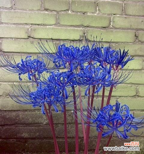 蓝色彼岸花有何寓意？它的象征意义是什么？