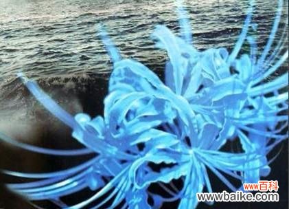 蓝色彼岸花有何寓意？它的象征意义是什么？