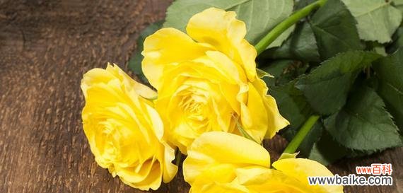 七只黄色玫瑰花的寓意是什么？七只黄色玫瑰代表什么？