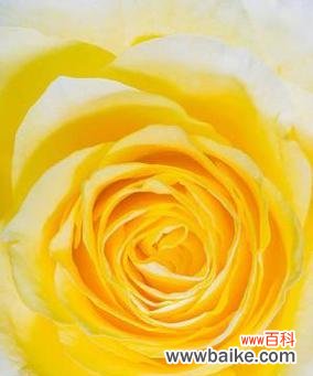 七只黄色玫瑰花的寓意是什么？七只黄色玫瑰代表什么？