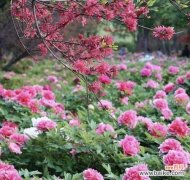 百花齐放象征什么？繁荣的花语有哪些？