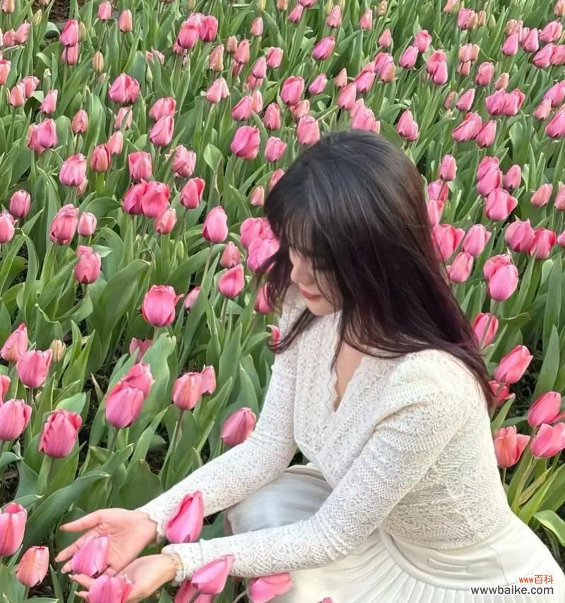 春节期间常见的花有哪些？它们各自代表了什么花语？