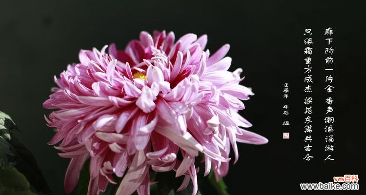 春节期间常见的花有哪些？它们各自代表了什么花语？