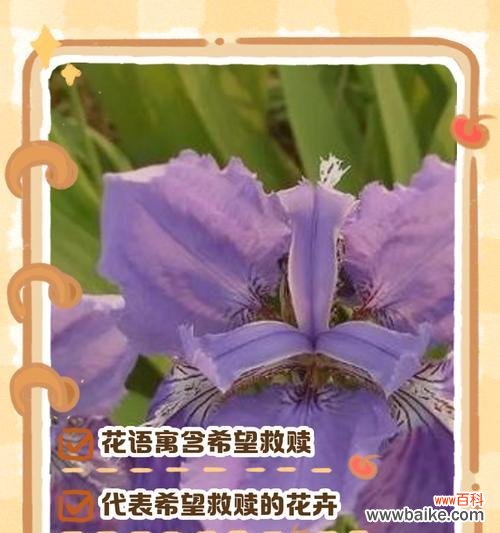 春节期间常见的花有哪些？它们各自代表了什么花语？