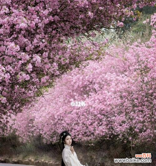 粉色汉服的花语代表什么?