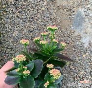 盆栽长寿花的花语和寓意是什么？长寿花象征什么？