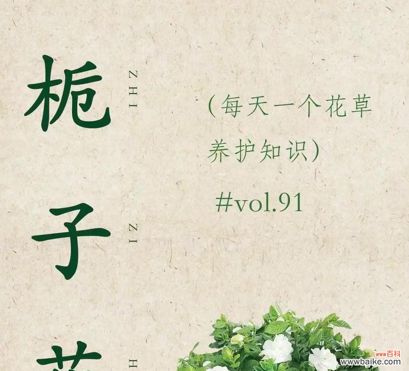 栀子花手捧花有何特殊含义?选择栀子花作为手捧花的理由是什么?