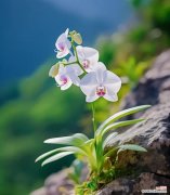 哪种花象征着清纯的爱情？