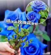 捡到蓝色花意味着什么？蓝色花的花语有哪些？