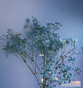 星光如蓝海般闪耀 蓝色满天星的寓意与象征意义