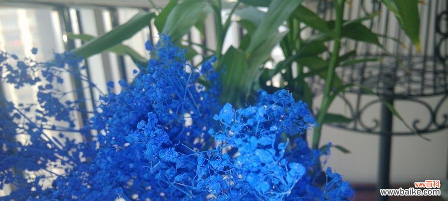 星光如蓝海般闪耀 蓝色满天星的寓意与象征意义