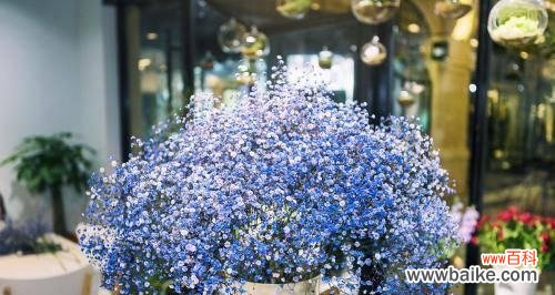寄托永恒的思念 蓝色满天星的花语