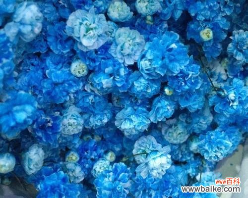 寄托永恒的思念 蓝色满天星的花语