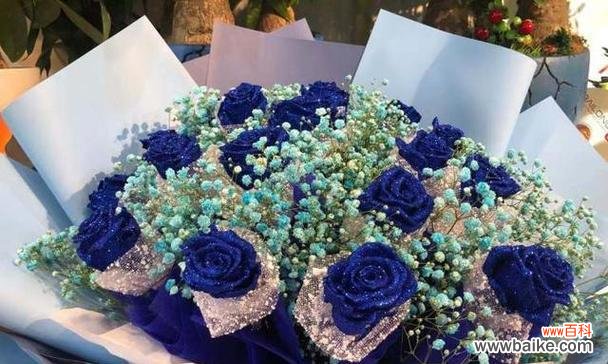 蓝色满天星代表的意义及象征 蓝色满天星的花语和寓意