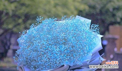 探寻蓝色满天星的深刻内涵与传递的情感 蓝色满天星的花语与意义