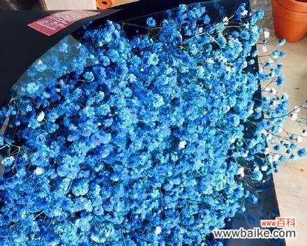 美丽的星空下 蓝色满天星花语的深刻寓意