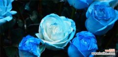 探索蓝色玫瑰的神秘之美 蓝色玫瑰花的象征意义