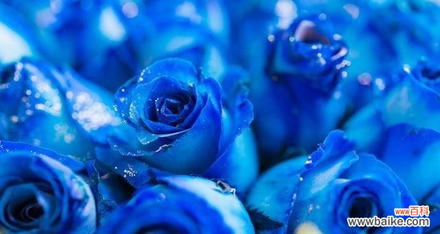 探寻蓝色玫瑰的神秘魅力与含义 以蓝色玫瑰花代表的花语