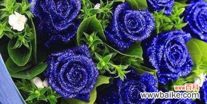 探寻蓝色玫瑰的神秘魅力与含义 以蓝色玫瑰花代表的花语