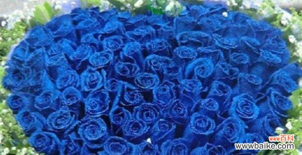 诠释自由和奇迹的蓝色魅力 蓝色玫瑰花语