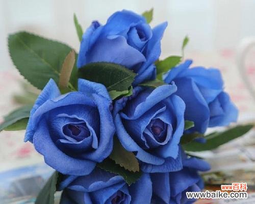 带你探寻蓝色玫瑰花背后的深意 蓝色玫瑰花的寓意与象征