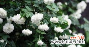 探寻茶蘼花语的深意 茶蘼花语