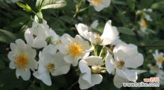 探寻茶蘼花语的深意 茶蘼花语