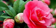 探寻茶花代表的美丽 茶花的象征意义及含义