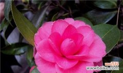 探寻白茶花的隐藏情感和祝福力量 白茶花的花语与寓意