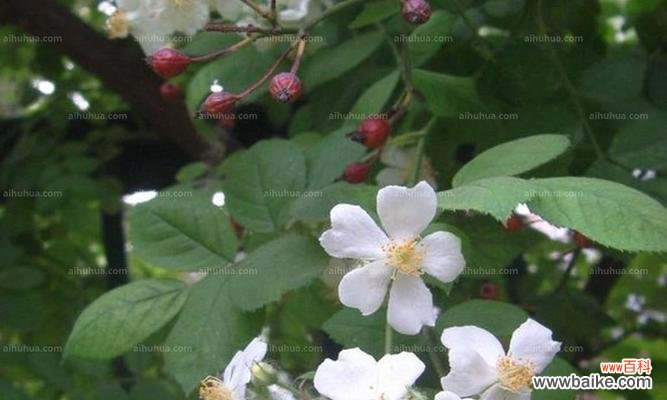 探索茶蘼花在文化和艺术中的丰富内涵 茶蘼花的寓意与象征