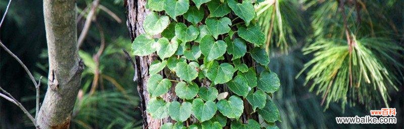 常春藤花语的深刻寓意和情感表达 常春藤花语之美