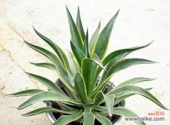 揭示寓意与运势的奥秘 常春藤的寓意和象征风水