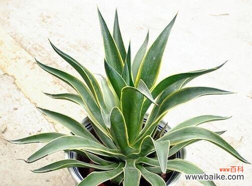 揭示寓意与运势的奥秘 常春藤的寓意和象征风水