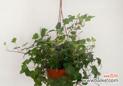 揭示寓意与运势的奥秘 常春藤的寓意和象征风水