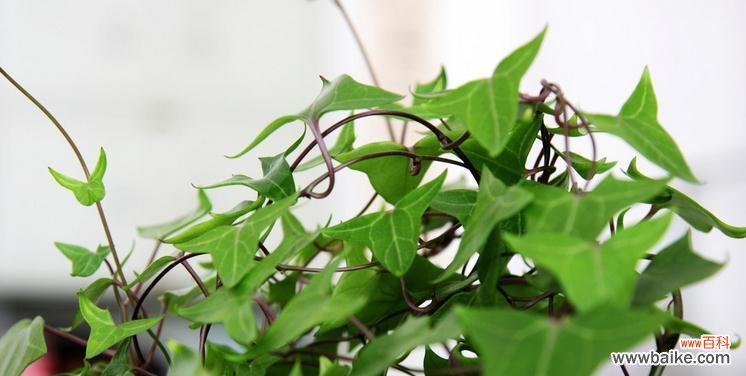 揭示寓意与运势的奥秘 常春藤的寓意和象征风水