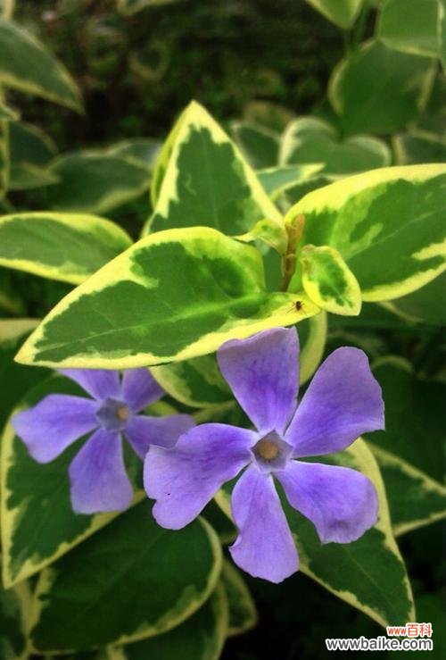 探索常春藤花的寓意 常春藤花语