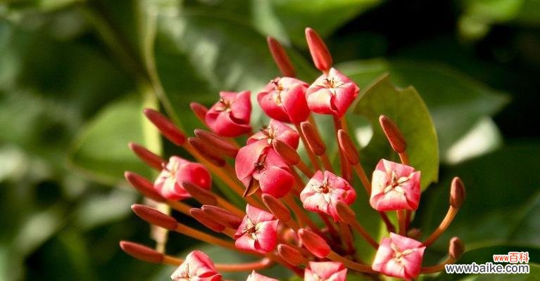 探索常春藤花的寓意 常春藤花语