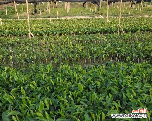 揭秘沉香树在风水学中的神奇力量 沉香树风水之秘
