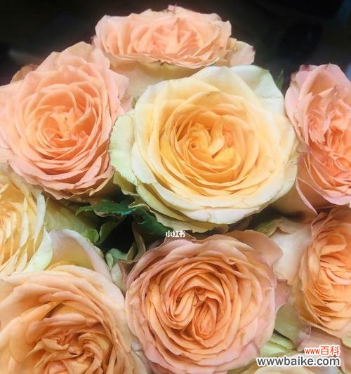 探索橙玫瑰代表的爱情 橙玫瑰的花语与含义