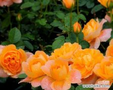 揭示橙色蔷薇的秘密 橙色蔷薇花语及代表意义